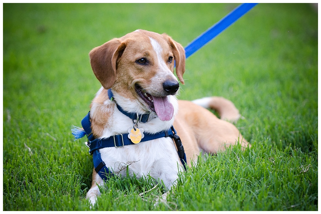Washington DC Engagement Photos | Aaron Haslinger Photography